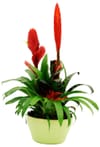 Bromelia