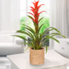 Bromeliad Guzmania Online