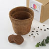 Brown Round Coco Pot Online
