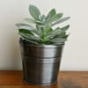 Bucket Planter Online