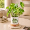 Buy Buds of Love Money Plant For Friends