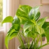 Shop Buds of Love Money Plant For Friends
