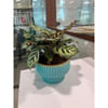 Calathea Medallion With Green With Gold Border Vase Online