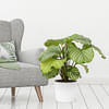 Calathea Orbifolia Online