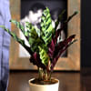 Buy Calathea Rattlesnake Plant
