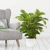 Calathea Zebrina Online
