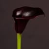 Calla Lily - Zantedeschia Cantor (Bunch of 10) Online