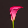 Calla Lily - Zantedeschia Captain Argo (Bunch of 10) Online