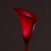 Calla Lily - Zantedeschia Captain Maori (Bunch of 10) Online