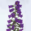 Campanula Bellflower Champion Blue (Bunch of 10) Online