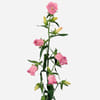 Campanula Medium Champion Pink (Bunch of 10) Online