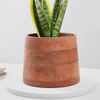Buy Captivating Snake Superba Plant And Wooden Planter
