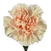 Carnation Apple Tea (Bunch of 20) Online