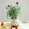 Gift Carnation Fascination