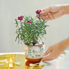 Buy Carnation Fascination