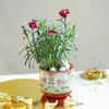 Carnation Fascination Online