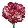 Carnation Kino White Crimson (Bunch of 20) Online