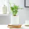 Gift Chamaedorea Plant In Ribbed White Planter
