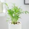 Shop Chamaedorea Plant In Ribbed White Planter