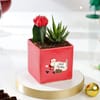 Gift Charming Christmas Plants Duo