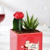 Buy Charming Christmas Plants Duo