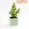 Gift Charming Jade Plant With Green Ceramic Planter