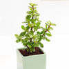 Buy Charming Jade Plant With Green Ceramic Planter