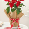 Shop Charming Red Poinsettia And Jute Planter