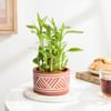 Gift Charming Two-Layer Bamboo Plant And Jar Cake Combo