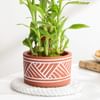 Buy Charming Two-Layer Bamboo Plant And Jar Cake Combo