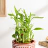 Shop Charming Two-Layer Bamboo Plant And Jar Cake Combo