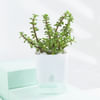 Buy Cheerful Jade And Snake Plant Combo In Smiley Planters