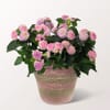 Cherrful Colour Changing Lantana Pot