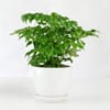 Gift China Doll Plant in Ceramic Planter
