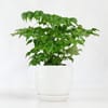 Buy China Doll Plant in Ceramic Planter
