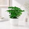 Shop China Doll Plant in Ceramic Planter