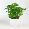 China Doll Plant in Ceramic Planter Online