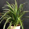 Buy Chlorophytum Spider Plant Customized with logo