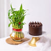 Chocolate Crown Cake and Lucky Bamboo Combo