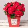 CHRISTMAS BEGONIA Online