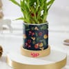Buy Christmas Cheer Bamboo Plant And Planter