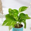 Shop Christmas Money Plant Ceramic Planter Gift