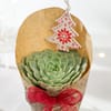 Buy Christmas Spica Succulent Charm