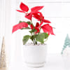 Gift Christmas Star Plant With Christmas Decorations