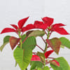 Buy Christmas Star Plant With Christmas Decorations