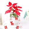 Christmas Star Plant With Christmas Decorations Online