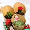Shop Christmas Succulent Wonderland - Set Of 3