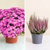 Chrysantheme et bruyere