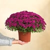 Chrysantheme mauve