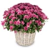 Chrysanthemum 'Hope' pink, for the cemetery